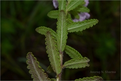 Pedicularis zeylanica